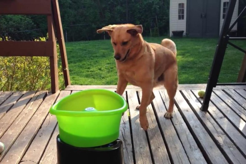 Automatic fetch toy makes world's happiest dog jump for joy