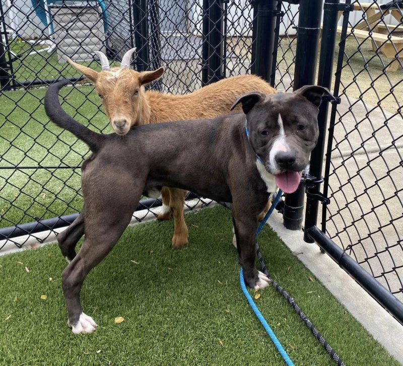 The Wake County Animal Center in North Carolina said it is looking for a new home for Cinnamon the goat and her "best friend," a dog named Felix. Photo courtesy of WakeGov Pets: Wake County Animal Center/Facebook