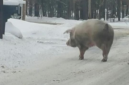 A 600-pound pig wandered from a local farm into a presidential primary voting location in New Hampshire. The pig's owner eventually recovered the pig after being contacted by police. Photo by Merry Maids (Hudson, NH)/Facebook