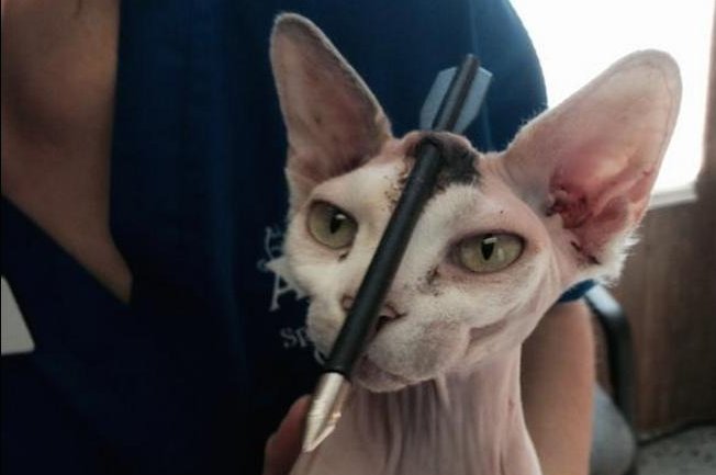 Akila the cat survived an arrow through the head. Photo by Animal Coalition of Tampa
