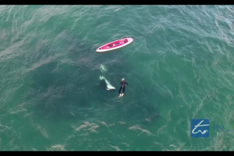 Friendly orca swims with snorkeler in New Zealand bay