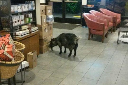 Runaway goat Milly was found Sunday morning inside a Starbucks cafe. Photo by City of Rohnert Park Police & Fire/Facebook