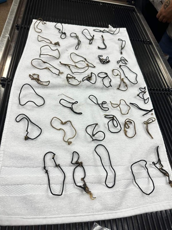 Veterinarians at the Charleston Animal Society in South Carolina removed 38 hair ties from the stomach of a cat named Juliet. Photo courtesy of the Charleston Animal Society