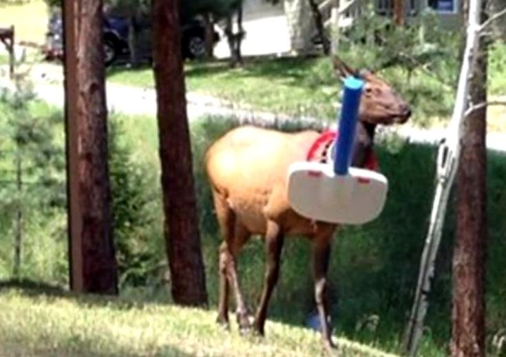 Elk gets head caught in plastic toy basketball hoop