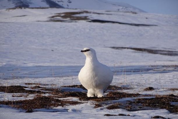 Arctic bird turns down immune system to conserve energy in winter