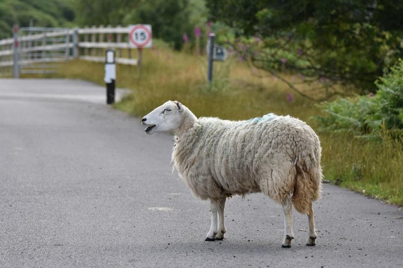 Traffic was stopped in both directions on Britain's M1 highway near Milton Keyes, England, when an escaped sheep wandered into the roadway. Photo by WayneJackson/Pixabay.com