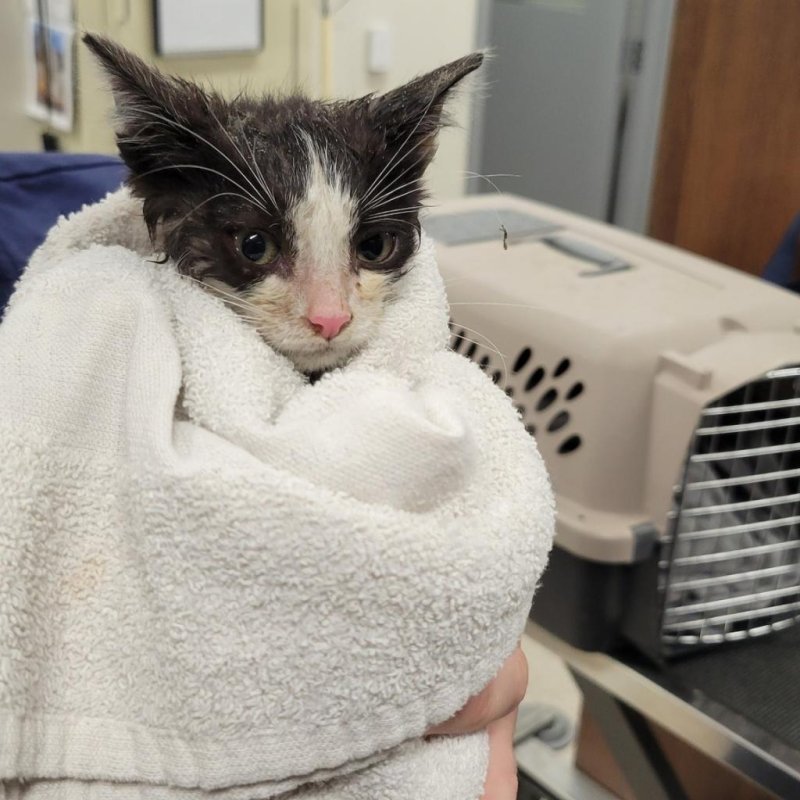 A 6-week-old kitten was rescued from a Lansing, Mich., storm drain. Rescuers believe the kitten had been trapped in the drain for days before the rescue. <a href="https://www.facebook.com/InghamCountyAnimalControl/photos/pcb.10159302678112961/10159302668032961">Photo courtesy of Ingham County Animal Control and Shelter/Facebook</a>