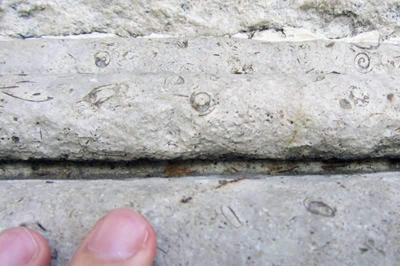 Snail fossils reveal origin of rocks used to carve ancient Spanish monuments