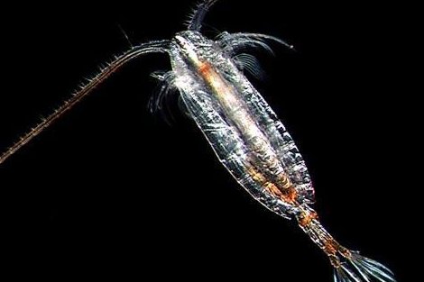 The tiny Calanus glacialis may lack the charisma of a polar bear, but these microscopic zooplankton form the foundation of the Arctic's food chain. Image courtesy of NOAA