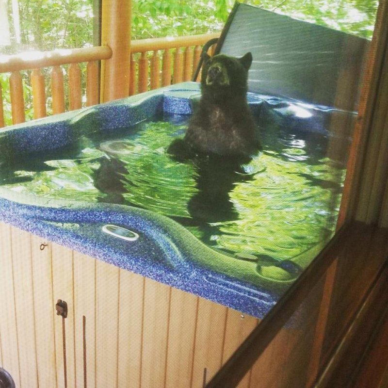 Bear caught on camera having a soak in Tennessee hot tub