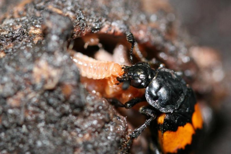 Parenting results in significant changes to the brains of burying beetles. Photo by Allen Moore/UGA