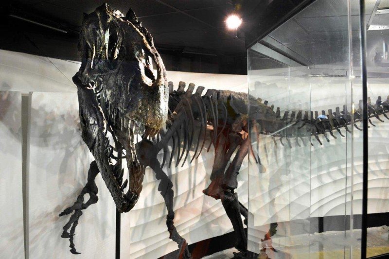 Creation Museum touts new dino skeleton as proof of Biblical flood