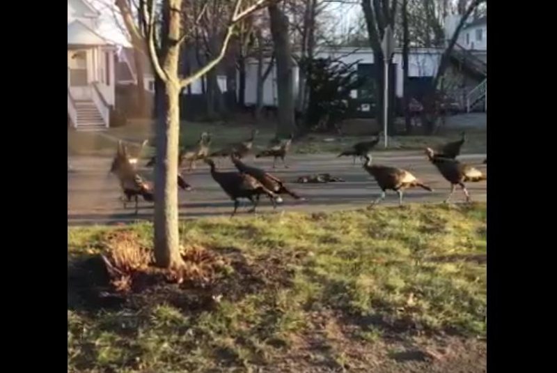 A group of turkeys circle a dead cat in Boston to give praise to their dark lord, or possibly some other reason. Screenshot: TheReal_JDavis/Twitter