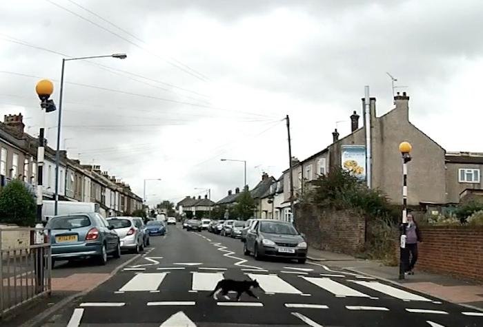 'Streetwise' cat uses crosswalk to legally cross street