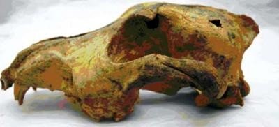 Ancient dog skull gives domestication clue