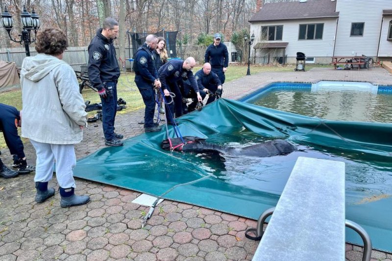 New York's Bohemia Fire Department and Suffolk County Police Department came to the rescue of a horse that fell into a resident's backyard pool and became entangled in the cover. <a href="https://www.facebook.com/BohemiaFireDepartment/posts/4845559505491168">Photo courtesy of the Bohemia Fire Department/Facebook</a>