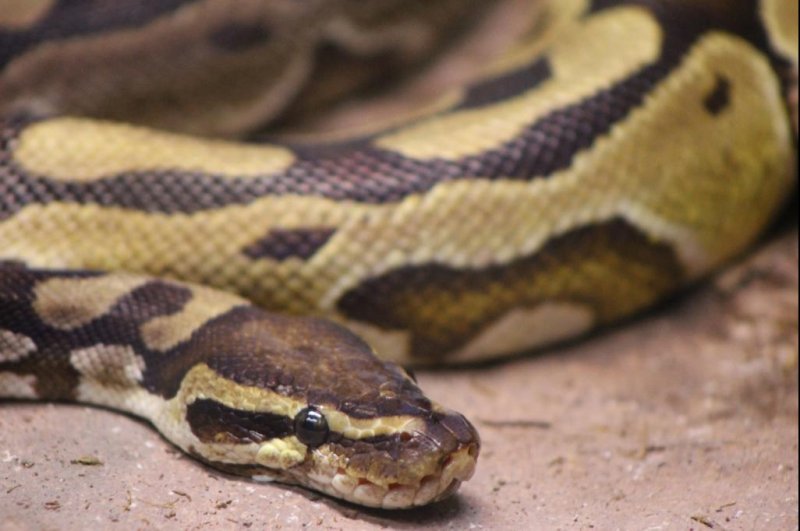 Georgia family finds python on back porch