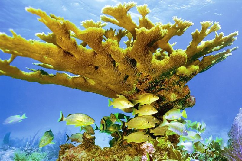 Coral survey reveals 5,000-year-old genotypes