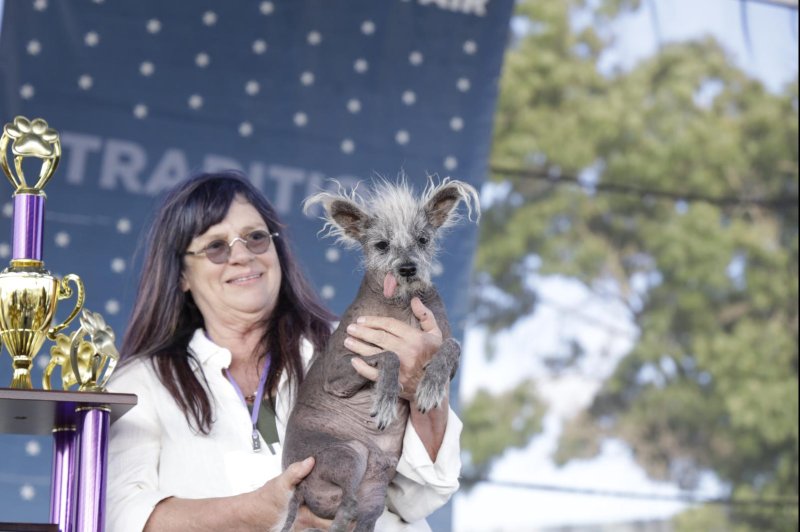 Scooter, a 7-year-old Chinese crested with backward hind legs, was named the World's Ugliest Dog at an annual contest in California. Photo courtesy of the Sonoma-Marin Fair