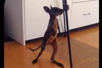 Wallaby learns to walk -- and fall -- at Australian rescue