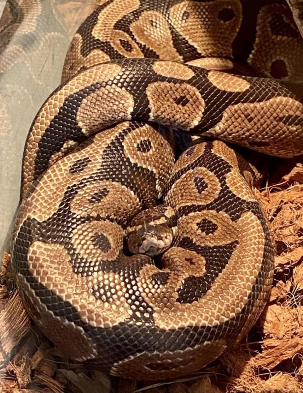 The Park County Animal Shelter in Wyoming is trying to find the owner of a ball python found in a resident's garage. <a href="https://www.facebook.com/parkcountyanimalshelter/posts/pfbid02iBLZGLg8kGV6hpvYESWf6xAnpZF2kdM7DG62DrgZxgvfxzgKwmjEnACuXWM7wMuFl">Photo courtesy of the Park County Animal Shelter/Facebook</a>