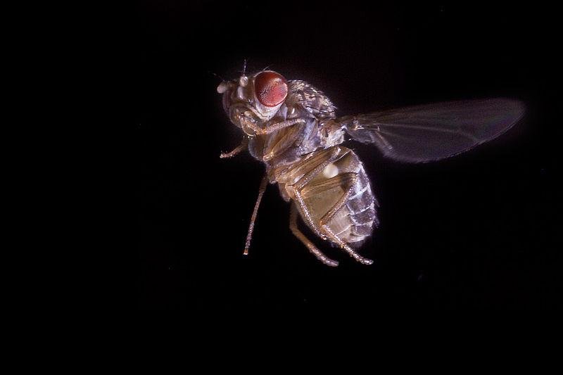 Fruit flies pause to contemplate tough decisions