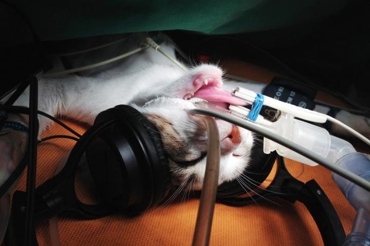 A cat under general anesthesia listens to some tunes via headphones. Photo by Margaret Melling/JFMS