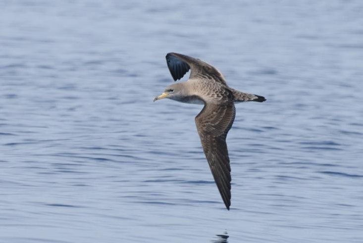 A study of Scopoli's shearwaters living along the coast of the Spanish island of Menorca suggests a bird's sense of smell is essential long-distance travel. Photo by Oxford University