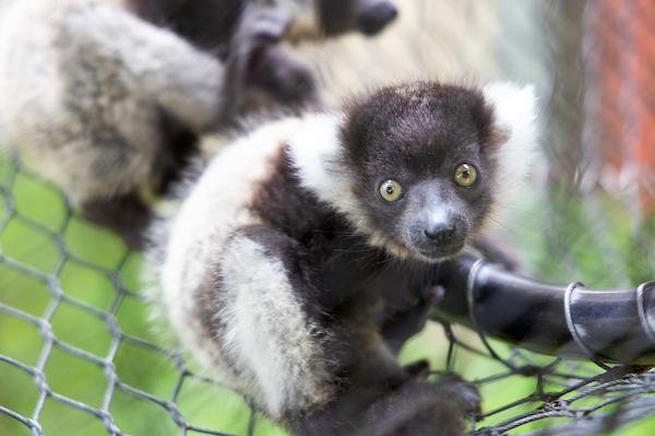 A trio of endangered Black and white ruffled lemurs were born at an Irish zoo as conservationists continue working to grow their population. Photo courtesy of Fota Wildlife Park