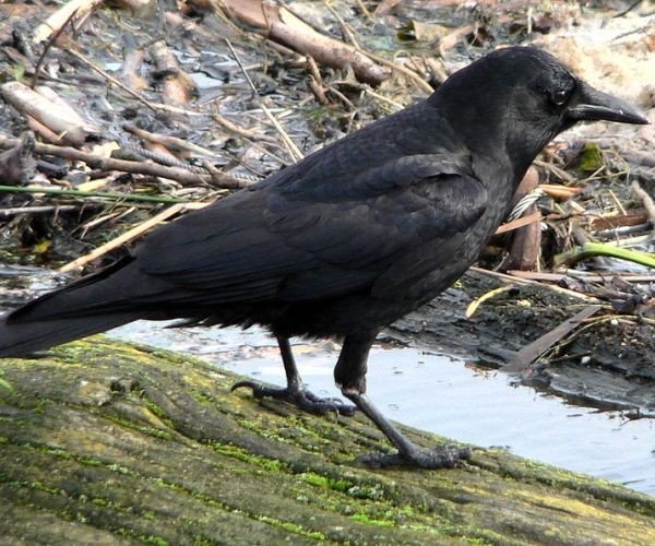 Study: Crows remember colors a year later