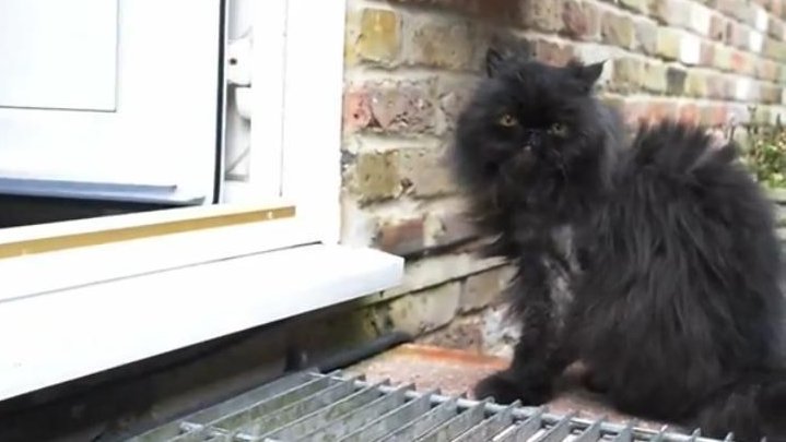 Lessons in perseverance from Caffrey, the two-legged cat [VIDEO]