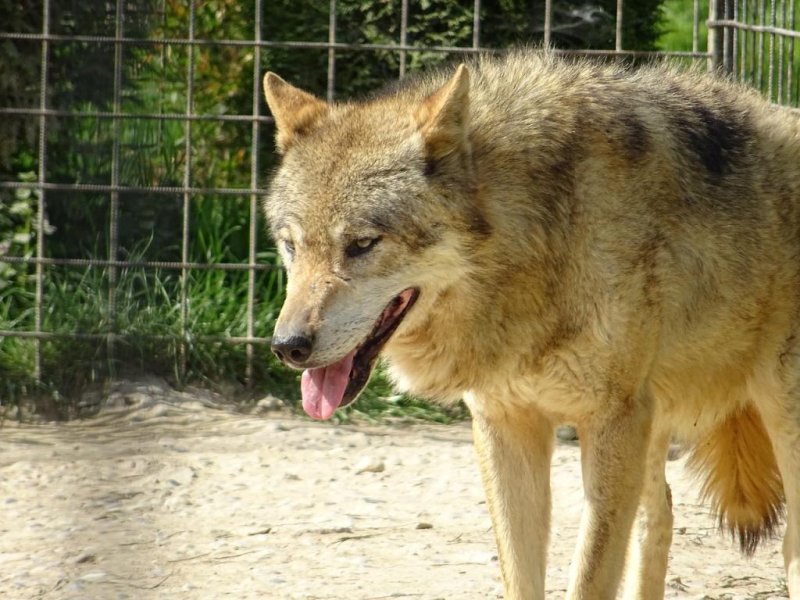 A European wolf escaped from Belgium's&nbsp;Pairi Daiza zoo and spent a night on the loose before being recaptured. Photo by&nbsp;janprazak/Pixabay.com