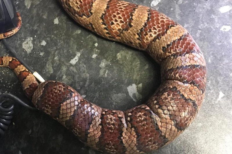 Animal rescuers in Britain said a 5-foot snake was found in a plastic box at the side of a highway alongside two other boxes that appeared to have contained snakes that escaped. Photo courtesy of the RSPCA