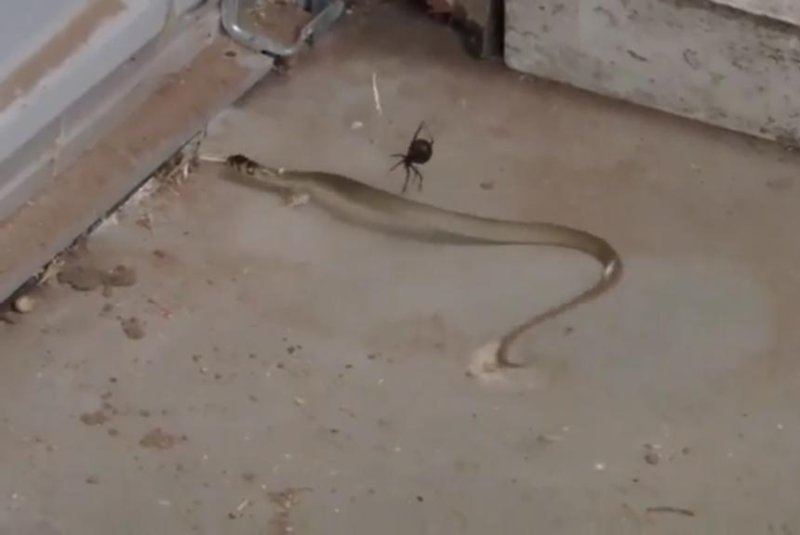 Huge spider takes down snake in Australian battle to the death