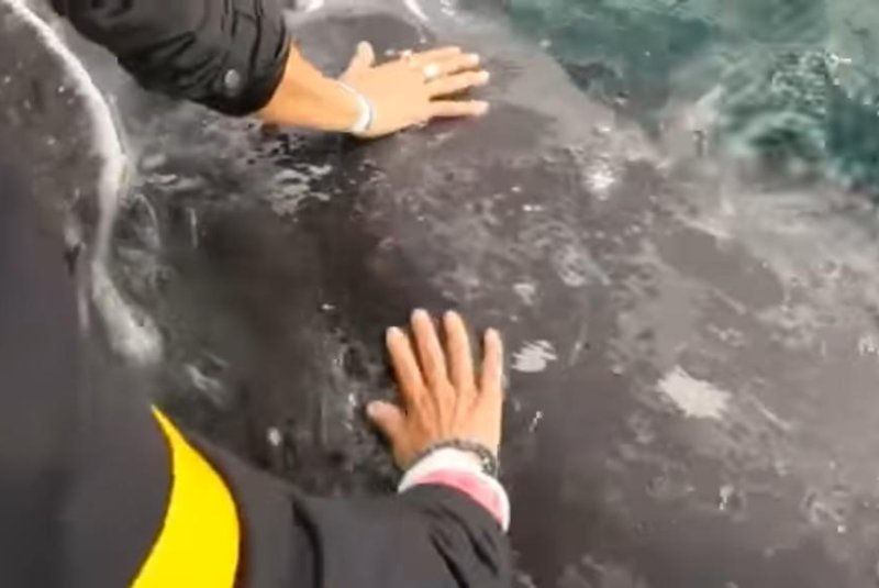 A whale allows tourists to pet it in Mexico. Screenshot: Storyful