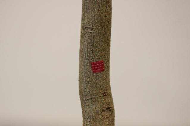 A red microinjection device is attached to a citrus tree, which can inject pesticide or other materials directly into the plant's circulatory system. Photo courtesy of MIT