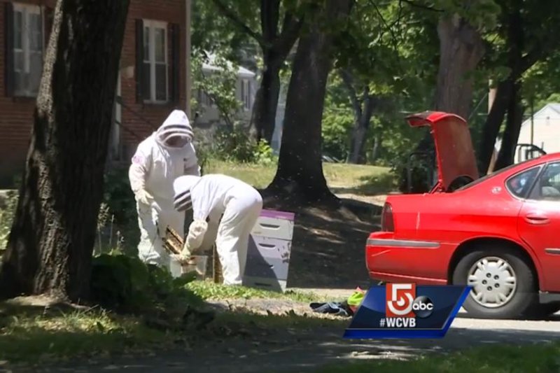 Beekeepers remove multiple hives that police believe were intentionally placed in the trunk of a car. Screenshot: WCVB-TV