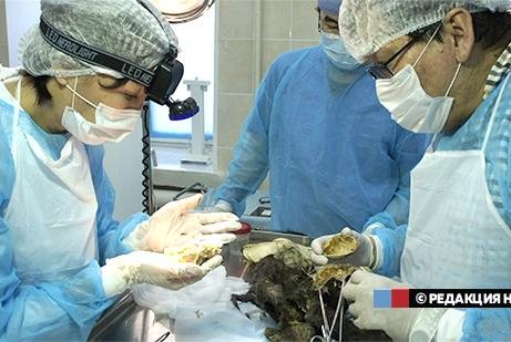 Researchers recently removed the preserved brain of a Pleistocene puppy. Photo by NEFU