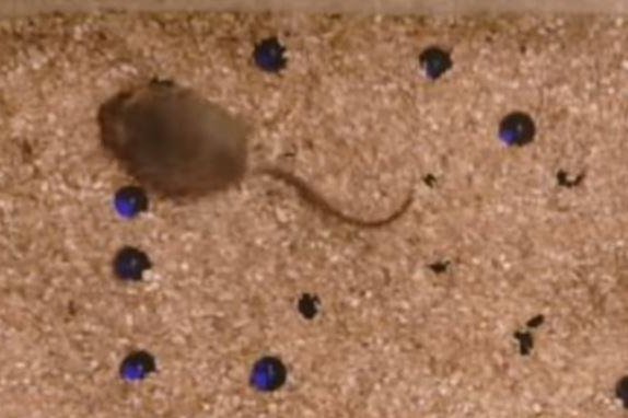 Researchers reduce autism symptoms in mice using CRISPR