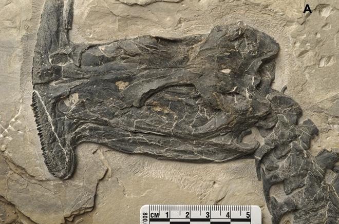 The filter-feeding reptile's fossilized jaw was discovered in southwest China in 2014. Photo by Institute of Vertebrate Paleontology and Paleoanthropology/Chinese Academy of Sciences
