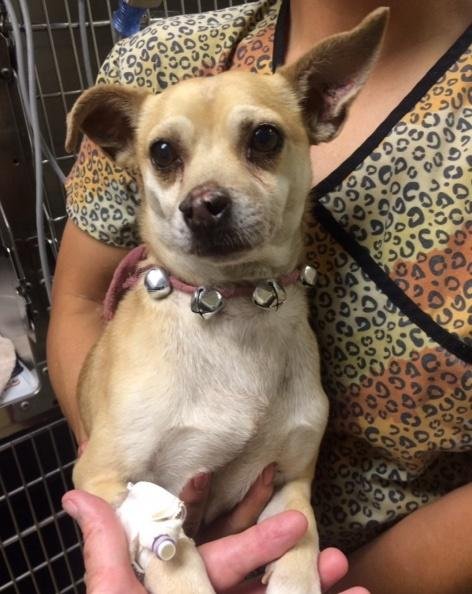 Chihuahua named Jack Sparrow tests positive for meth, owner arrested