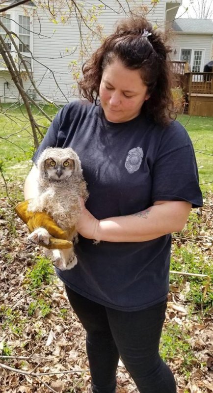 Baby owl rescued from New Jersey porch