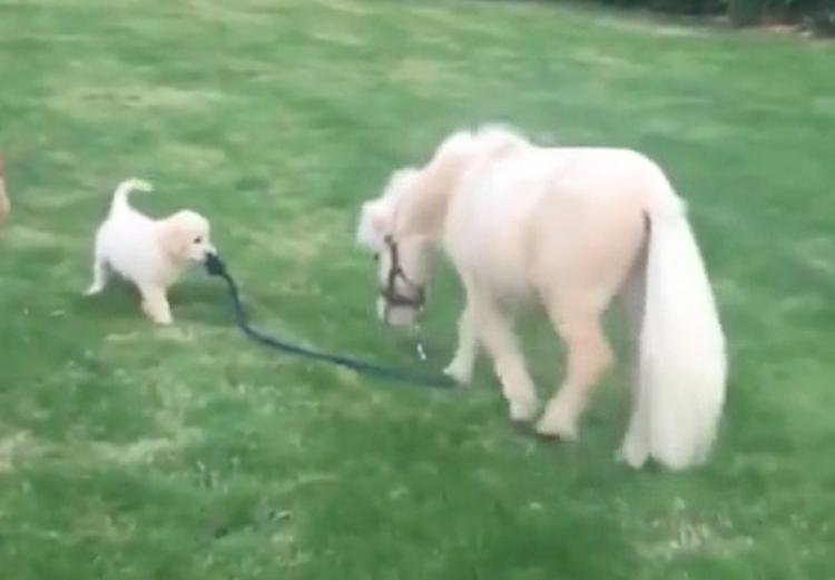 Golden retriever puppy struggles to drag Shetland horse for walk