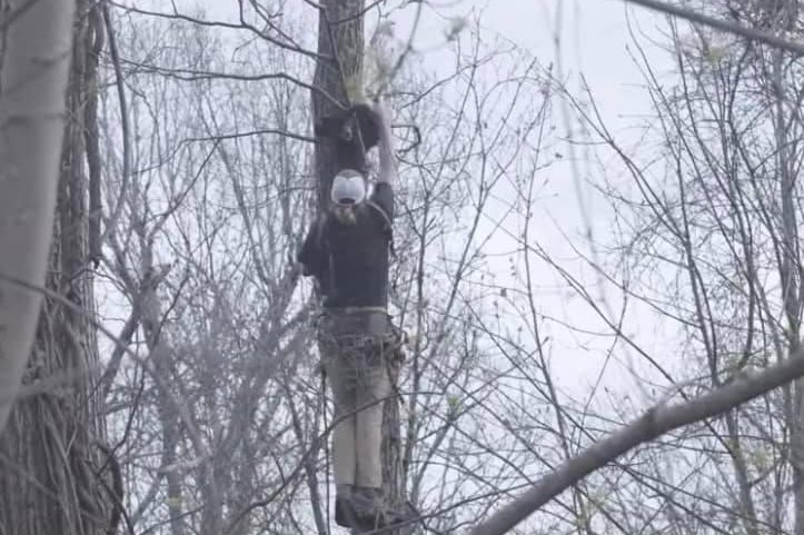 North Carolina Wildlife Resources Commission and Wildlife Conservation Technician Ryan Luckadoo came to the rescue of a bear cub that was stranded in a tree when its paw became stuck between the trunk and a branch. <a href="https://www.facebook.com/helpashevillebears/photos/a.101619341210151/737096047662474/">Photo courtesy of Help Asheville Bears/Facebook</a>