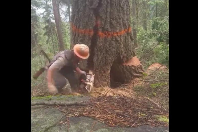 A lumberjack runs for cover as a tree splits vertically during cutting. Screenshot: JukinMedia