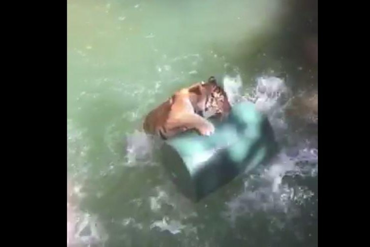 Ivan the tiger wrestles with a barrel in a pool at the Cheyenne Mountain Zoo. Screenshot: Cheyenne Mountain Zoo/Facebook