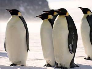Scientists count penguins from space