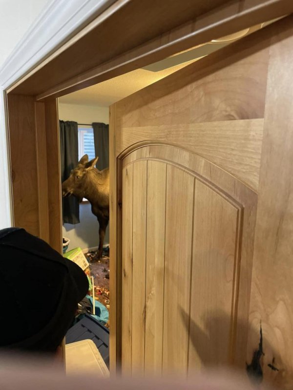 Firefighters and wildlife rescuers in Alaska came to the assistance of a moose that fell into a window well and ended up stranded in the basement of a Soldotna home. <a href="https://www.facebook.com/soldotnafirefighters/photos/pcb.5415245355240950/5415244241907728">Photo courtesy of Soldotna Professional Firefighters/Facebook</a>