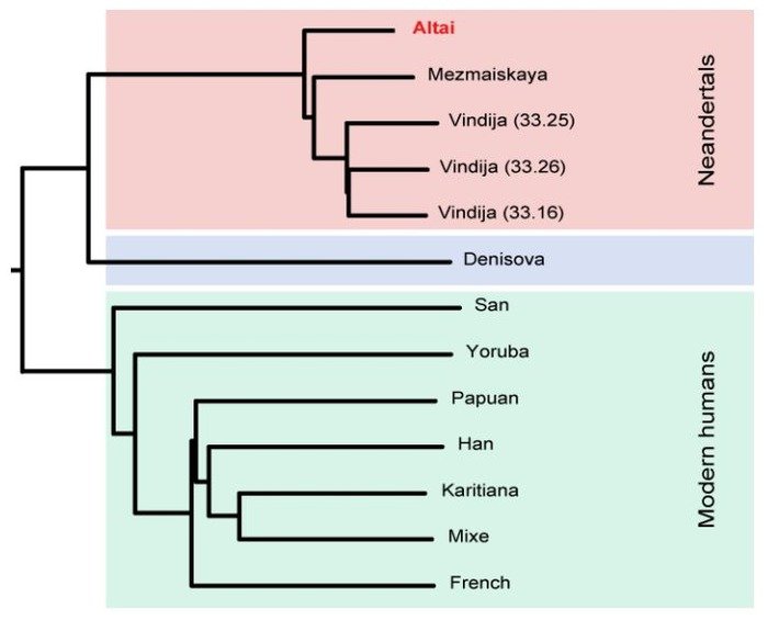 Gentic lineage of Neanderthals (pink), Denisovans (blue) and modern humans (green.) Credit: Max Planck Institute for Evolutionary Anthropology