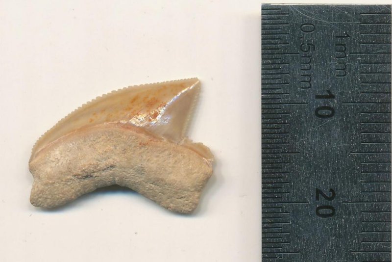Researchers found a collection of 80-million-year-old Squalicorax shark teeth from an Iron Age archaeological site in Jerusalem. Photo by Omri Lernau